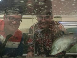 Pelestarian Ikan Belida: Upaya Kilang Pertamina Selamatkan Identitas Sungai Musi